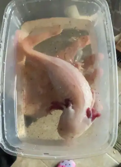 Pink Female $60 Dark Male $40 Both and tank/stand $175