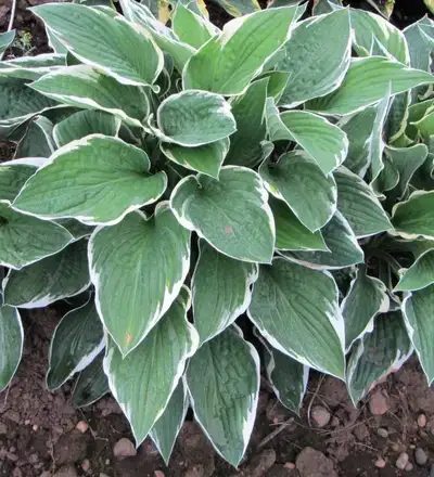 Little Garden: Strong Hosta with several emerging eyes/pips, View more