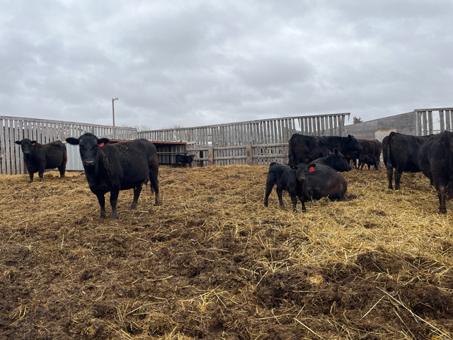 Purebred Black Angus Pairs  in Livestock in La Ronge - Image 3
