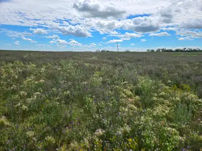 Two quarters of alfalfa-grass hayland for baling or grazing. Available for single or multi-year leas...
