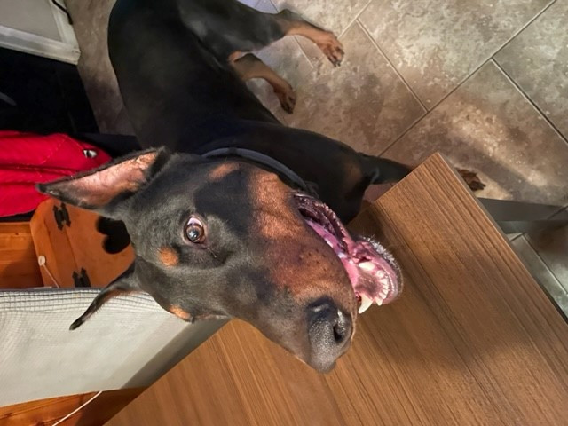 Male Doberman in Dogs & Puppies for Rehoming in Leamington - Image 4