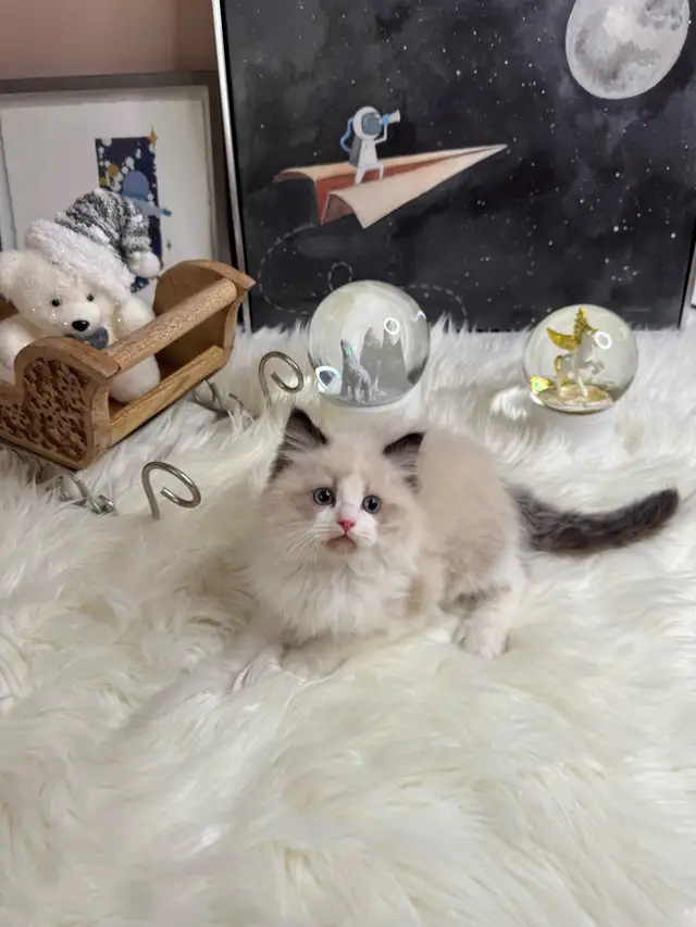 purebred ragdoll boy