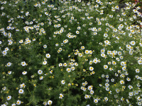 Organic German Chamomile tea for sale