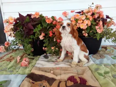 Cavalier King Charles Spaniels!, View more