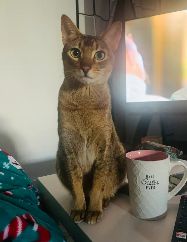 Beau chat abyssin 3ans + bcq accessoires!! in Cats & Kittens for Rehoming in City of Montréal - Image 7