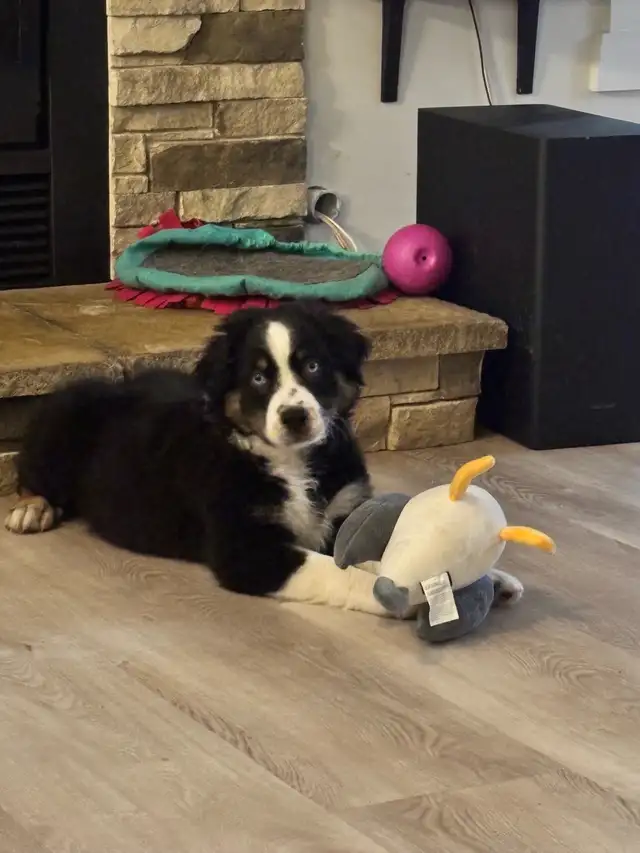 Chiot 10 semaines Bergers Australiens standard CKC in Dogs & Puppies for Rehoming in Gatineau - Image 3