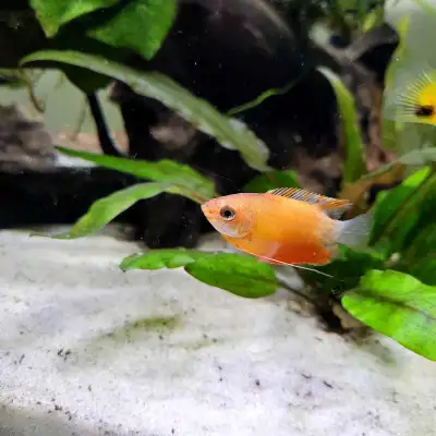 LOOKING FOR: Floating Aquarium Plants, View more