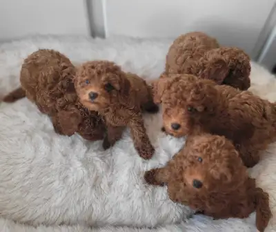 Dark Red miniature poodle puppies ready for rehome, View more
