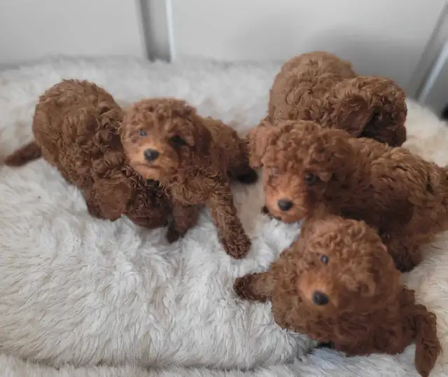 Dark Red miniature poodle puppies ready for rehome in Dogs & Puppies for Rehoming in City of Toronto - Image 2