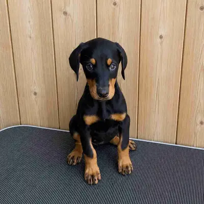 Doberman Puppies, View more