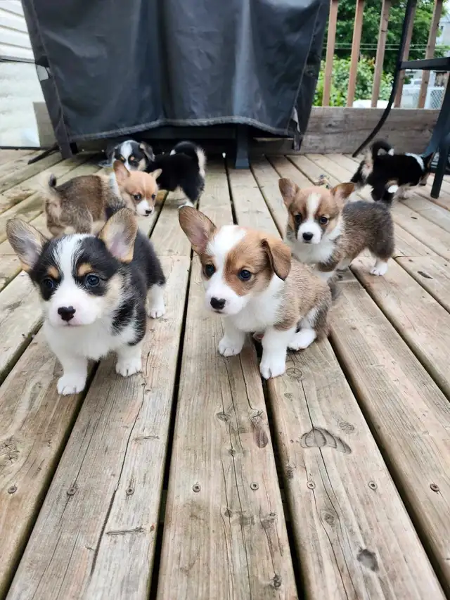 Chiots Corgi in Dogs & Puppies for Rehoming in West Island - Image 9