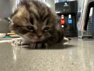chaton persan x Siberian, View more