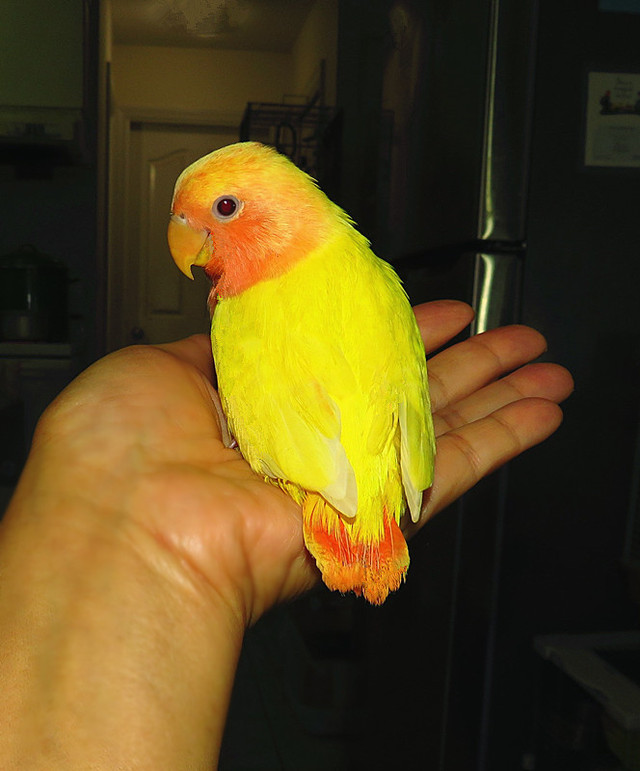 SUPER TAME handfed lovebird baby girl (peachface ino opaline) in Birds for Rehoming in Vancouver - Image 4