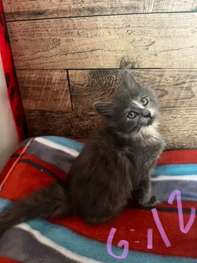 4 Sold 1 Dilute Female Available Ragdoll/Maine coon family raised kittens Weaned and eating Big coun...