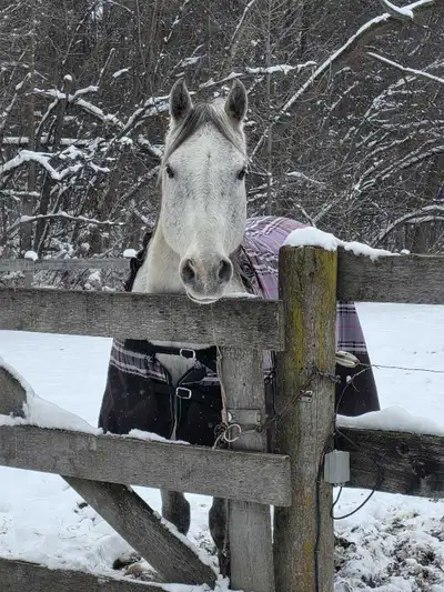 horse for sale, View more