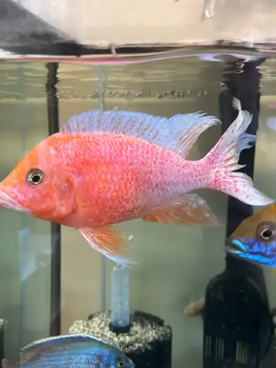 Large  African Cichlids, View more