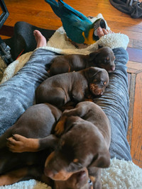 5 boys left - Red Doberman puppies