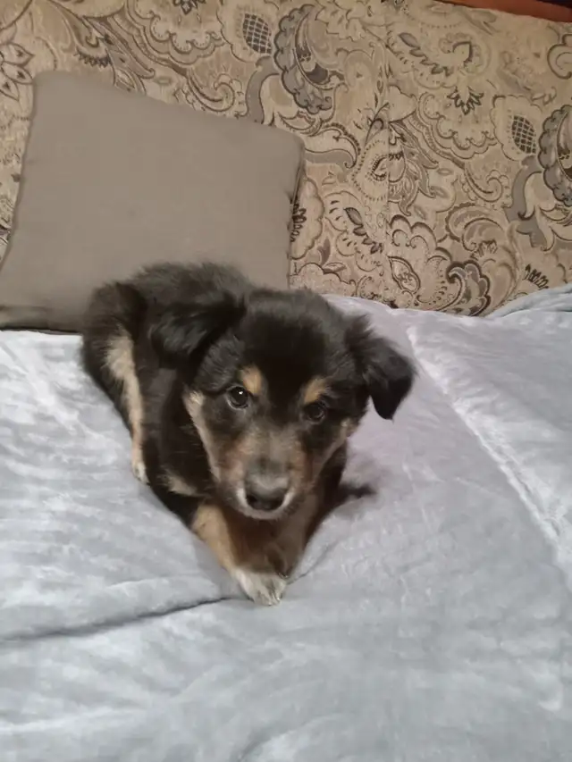 Black Shepherd/Australian Shepherd/Collie cross puppies in Dogs & Puppies for Rehoming in Nelson - Image 8