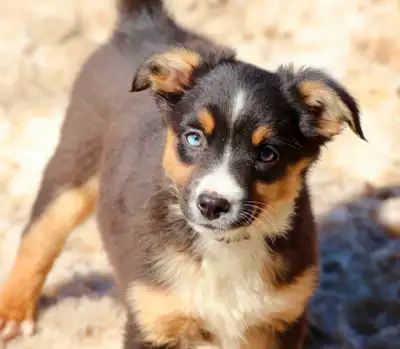 We have 4 beautiful female Mini Australian Shepherd puppies from our Eve × Gunther litter still look...