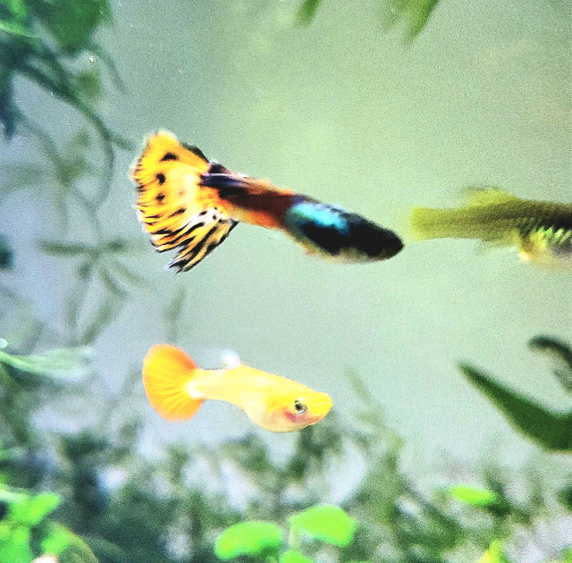 Guppies! & Endlers & Shrimp in Fish for Rehoming in Trenton