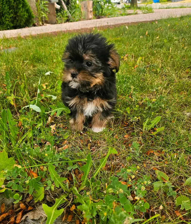 Teddy bear Shorkie Puppies - 1 Female left in Dogs & Puppies for Rehoming in Mississauga / Peel Region - Image 3