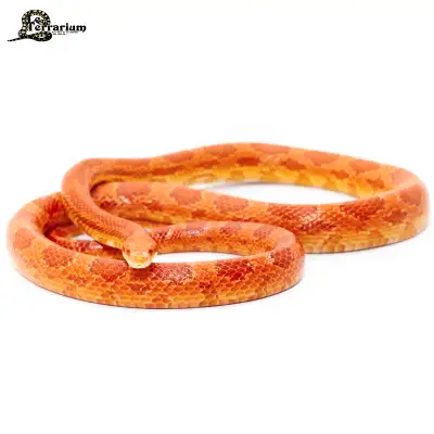 Serpent des blés - Sunglow - Mâle, View more