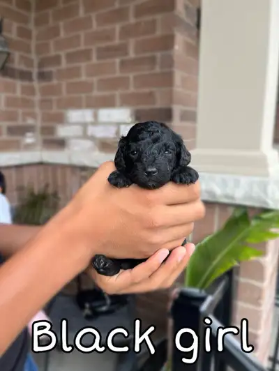 Adorable tiny toy poodle puppies (estimate 4-6lbs), View more