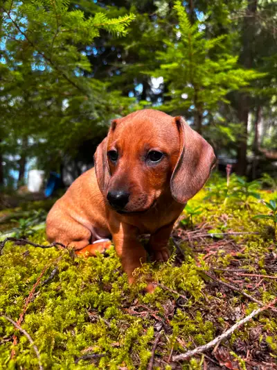 Mini dachshund puppies, View more