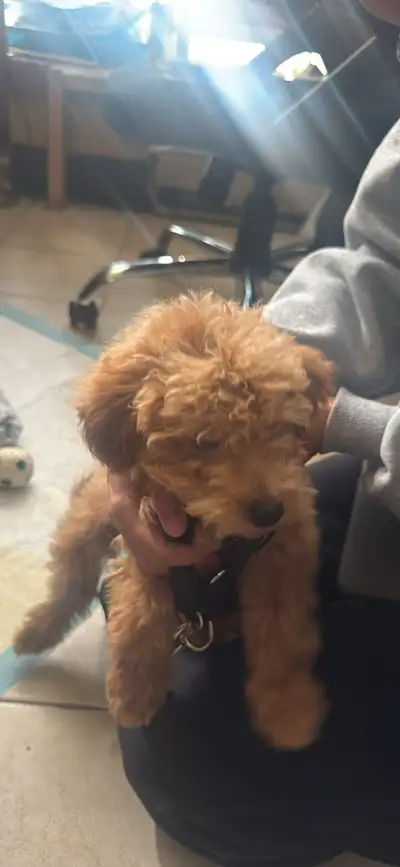 8-week-old hypoallergenic puppy, very smart and playful. , View more