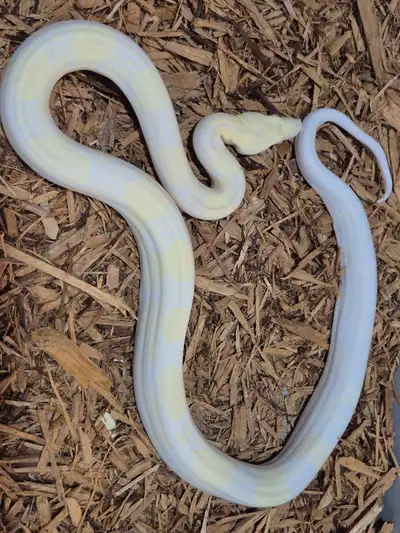 A few boas for sale, View more