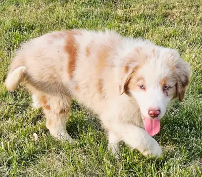 Bonjour, j'ai de beaux chiots qui se chercheront une nouvelle famille. Très bon chien de famille ave...