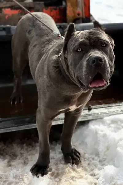 CANE CORSO PUPPIES FOR SALE, View more