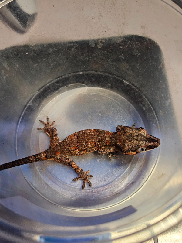 Gargoyle geckos in Reptiles & Amphibians for Rehoming in Kawartha Lakes