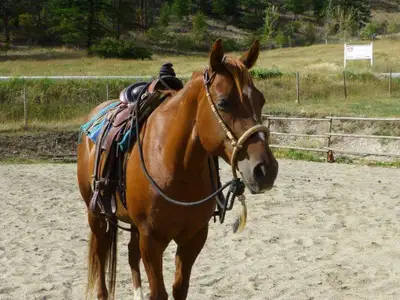 AQHA mare 15.2hh new video uploaded, View more
