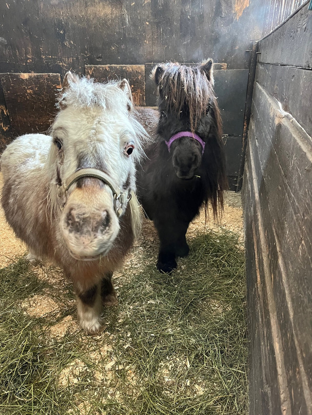 Mini Gelding in Horses & Ponies for Rehoming in Oshawa / Durham Region