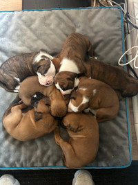 Purebred, boxer, puppies $1,400