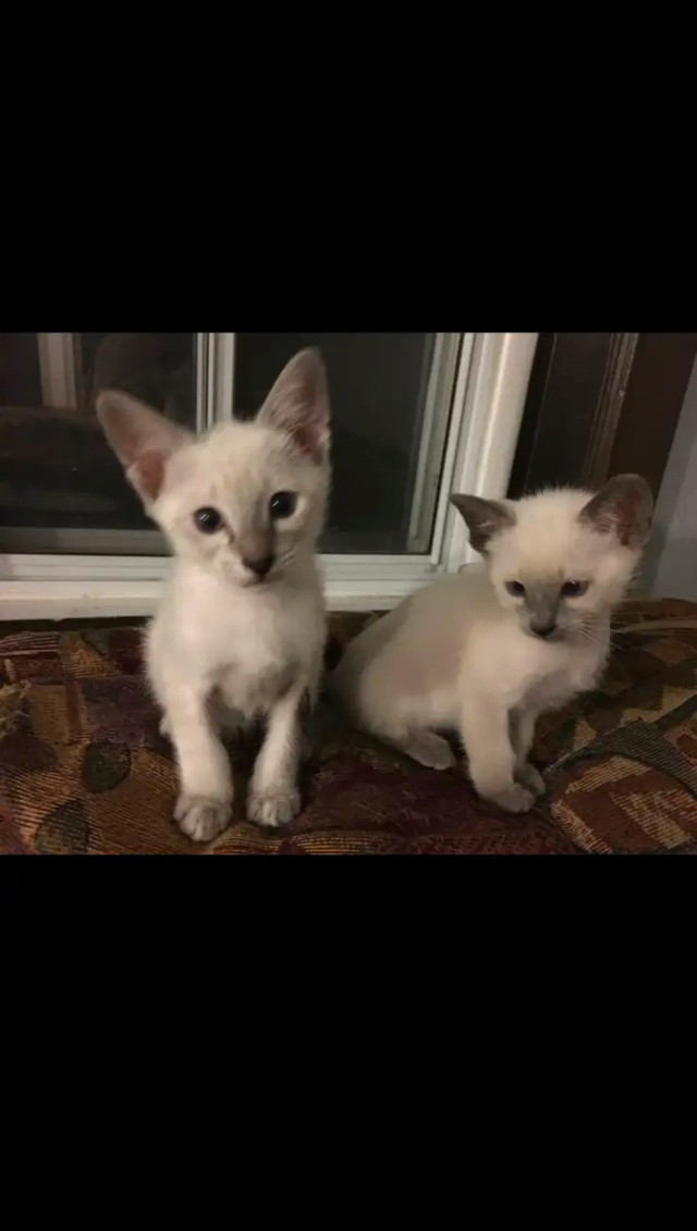 ❤️❤️❤️Bébé chatons pure siamois ❤️ Baby Siamese dans Chats et chatons à adopter  à Ville de Montréal - Image 2