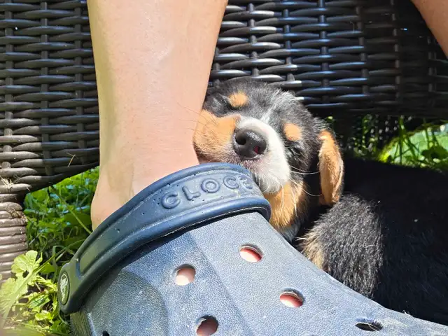 Chiots Corgi Pembrooke Welsh in Dogs & Puppies for Rehoming in Longueuil / South Shore - Image 10