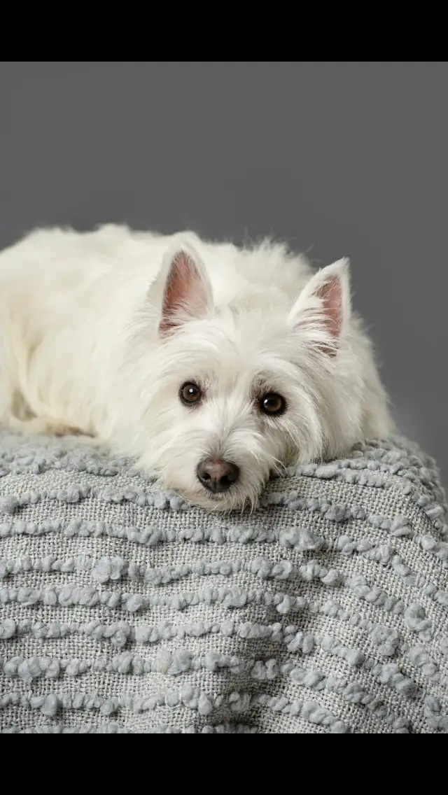 WESTIE PUPS in Dogs & Puppies for Rehoming in Richmond - Image 4