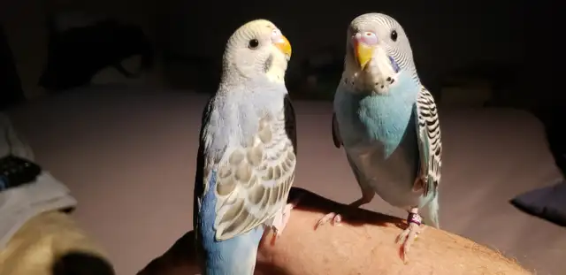 Hand tamed Baby Budgies. Visit to hold them. 3 months old. in Birds for Rehoming in Tricities/Pitt/Maple - Image 10
