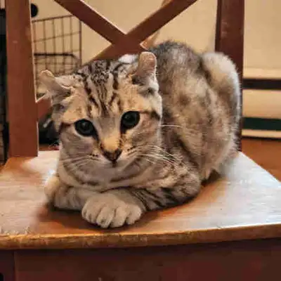 chaton hyland lynx, View more