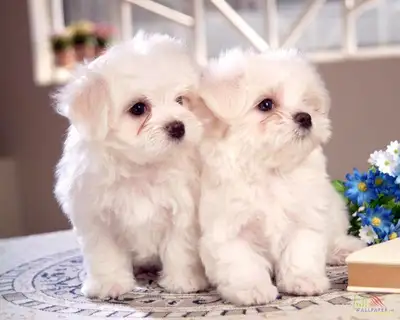 puppys for sale, View more