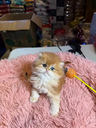 Adorable British Short Hair Kitten TICA registered, View more