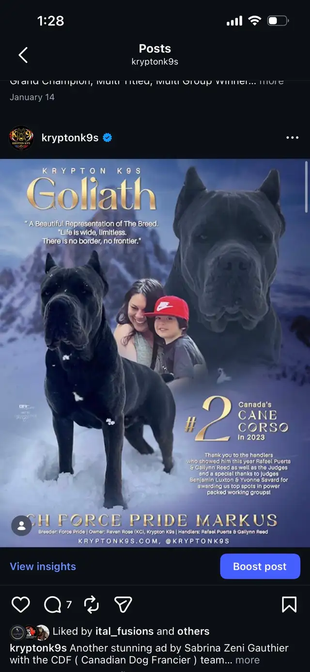 Registered Cane Corso Breeder Champion Bloodlines in Dogs & Puppies for Rehoming in Ottawa - Image 10