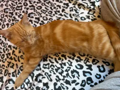 Orders kijiji orange kitten