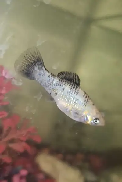 mollies for sale, View more