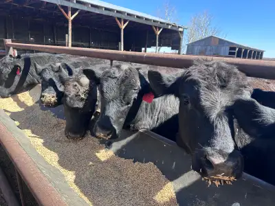 Black Angus Bulls, View more