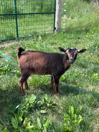 Harlin -Purebred Nigerian Dwarf Doeling Goat, View more