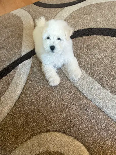 Bichon pup, View more