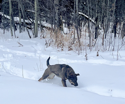 Performance Pups!, View more